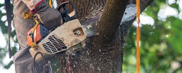 Best Storm Damage Tree Cleanup  in Clarksville, TN