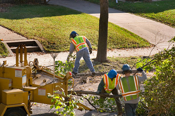 Leaf Removal in Clarksville, TN