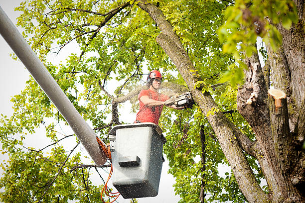 Best Palm Tree Trimming  in Clarksville, TN