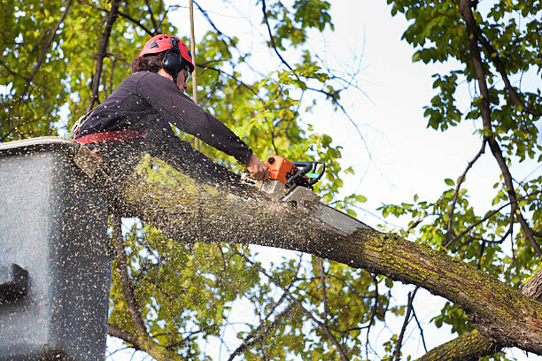 Best Organic Lawn Care Solutions  in Clarksville, TN