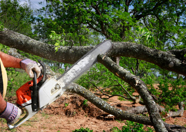 Best Tree Health Inspection  in Clarksville, TN