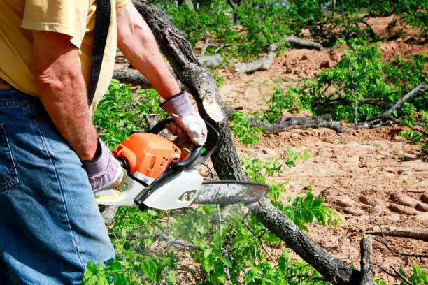 Best Tree Preservation Services  in Clarksville, TN